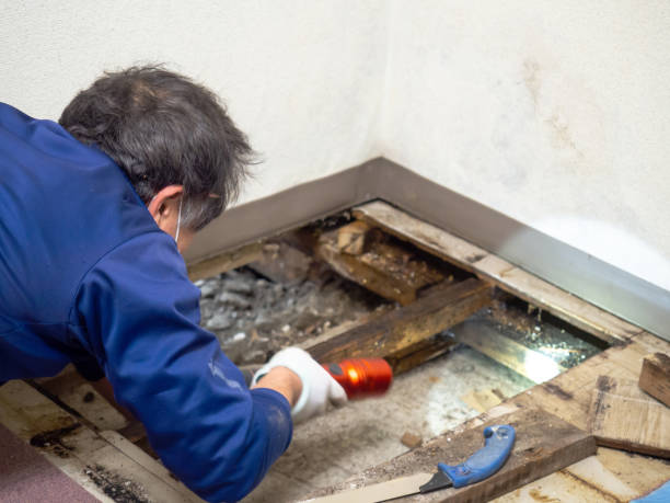 Best Mold Remediation  in North Little Rock, AR