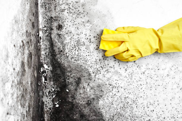 Best Commercial Mold Removal  in North Little Rock, AR