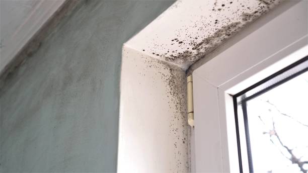 Best Certified Mold Removal  in North Little Rock, AR