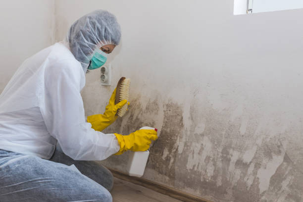 Mold Removal Process in North Little Rock, AR