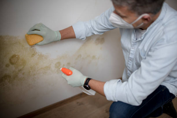 Best Attic Mold Removal  in North Little Rock, AR
