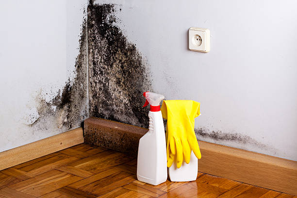 Best Best Mold Removal Companies  in North Little Rock, AR